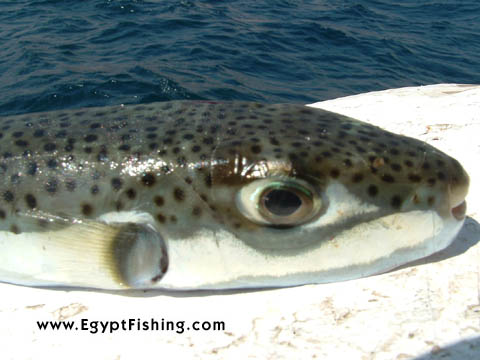 Red Sea Blow fish (Arothron Stellatus)(Blowfish, Puffer fish, Fugu, or Fuku ), Gulf of Suez (Golf von Suez)