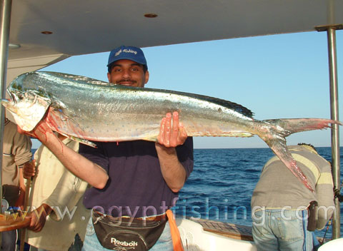 Dorado fish photo (Coryphaena Hippurus), Mahi Mahi, Dolphin Fish: Saltwater fish in Egypt