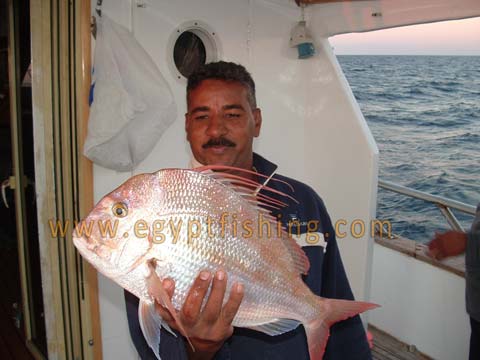 King Soldierbream in Hurghada سمكة المرجان بقتب (مرجان بأتب) - الغردقة