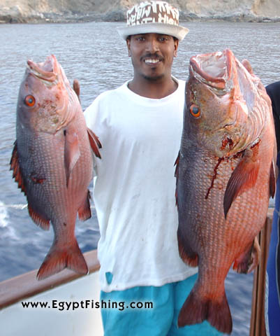 Pescado pargo, Bohar snapper (Lutjanus bohar) or Red Snapper. Aguas profundas Hurghada