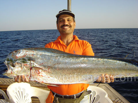 Red Sea Dorado fish photo (Coryphaena Hippurus): Saltwater fish in Egypt