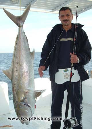Image of Amberjack (Seriola dumerili) and Rapala lure in Egypt: Gulf of Suez trolling