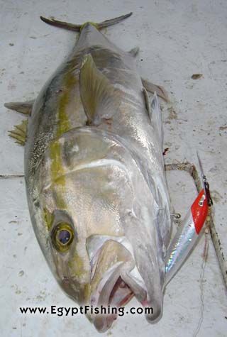 Picture of Egyptian Amberjack (Seriola dumerili): Deep sea trolling, Gulf of Suez