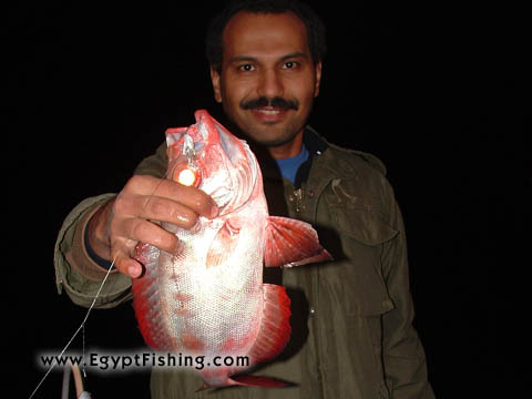 Red Sea Red Fish, Photo of Hawaiian Big eye Fish (Priacanthus Meeki) (Patudo), or Catalufa рыбалка