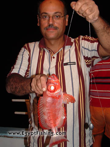 Pesca Angeln: Hawaiian Bigeye (Priacanthus Meeki) or Catalufa Fisch