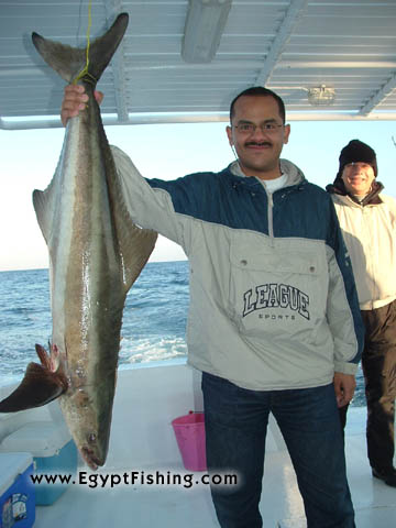 Ägypten am Roten Meer Angeln: Egyptian boat trolling, Cobia fish (Scientific Species Name: Rachycentron canadum), deep sea