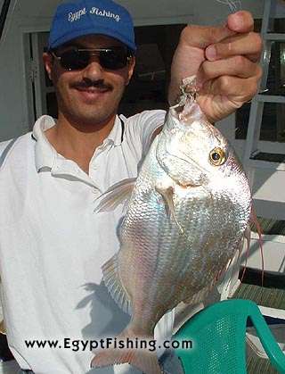 Egypt Fish Photo: King Soldierbream