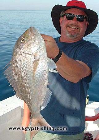 Red Sea Egypt Fish Photo: Red Snapper