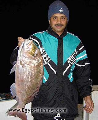 Red Sea Egypt Fish Photo: Red Snapper