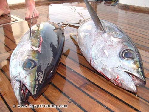 Red Sea Yellow-Fin Tuna,Deep Sea Trolling,Hurghada