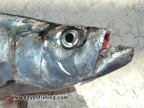 Египет Красное море промысел: Egyptian boat trolling, Surface fish