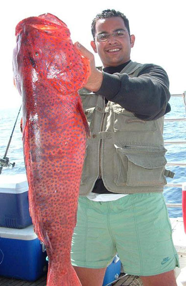 Fishing Sharm El-Sheikh for Saddle Grouper