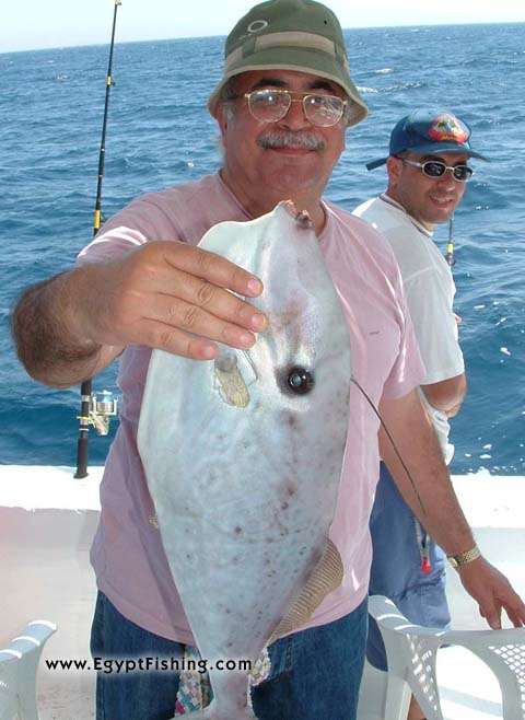 Unicorn Leatherjacket (Leather Jacket)(Aluterus Monoceros), Shallow still Fishing with Natural Bait,Gulf of Suez