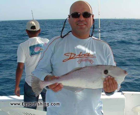 Egyptian Fishing: Red Sea Unicorn Leatherjacket (Leather Jacket), Shallow still Fishing with Natural Cut Bait,Gulf of Suez