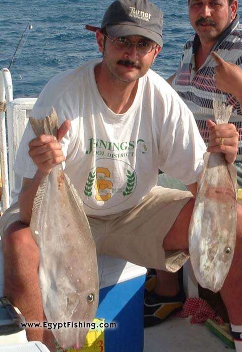 Open-face reels work fine with Unicorns (Aluterus Monoceros) in the Red Sea