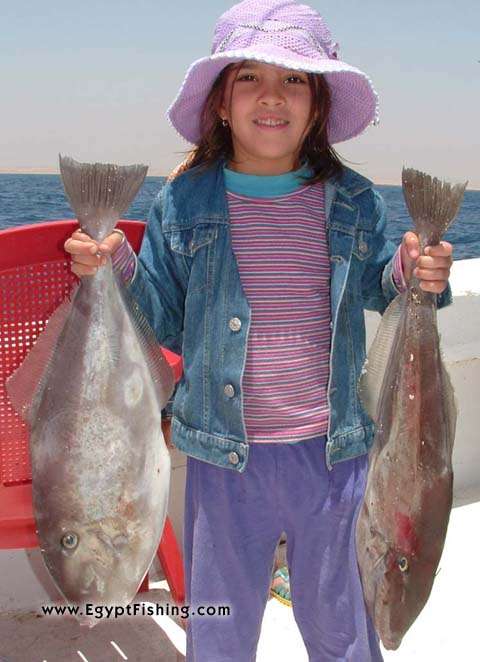 Giant fish in the Red Sea feed on Unicorn leatherjackets