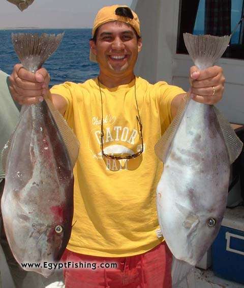 Enormous fighter Red Sea Leatherjacket (Aluterus Monoceros) is different from trigger fish