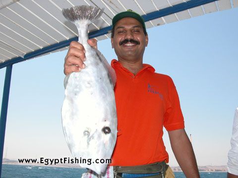 Red Sea Unicorn Leather jacket (Aluterus Monoceros) is a saltwater species