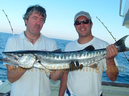 Mar Rosso, Egitto di pesca: Barracuda fish picture (Latin Name: Sphyraena Afra), Egyptian Boat, trolling, Hurghada, Egypt
