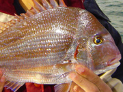 Link to Snappers and Bream Fish Photo Page