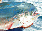 Link to Mahi Mahi (Dolphin Fish, Dorado) Fish Photo Page
