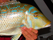 Link to Emperor Fish Photo Page