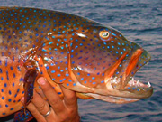 Link to Grouper Fish Photo Page 1