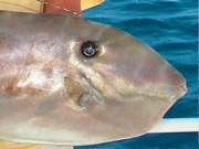 Link to Leather Jacket Fish Photo Page