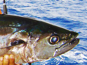 Link to Tuna and Bonito and Skipjack Fish Photo Page