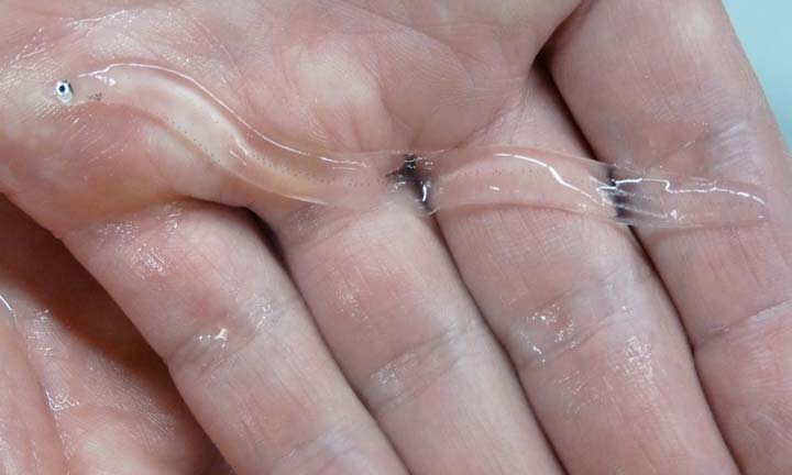 ثعبان السمك الشفاف Transparent Eel
