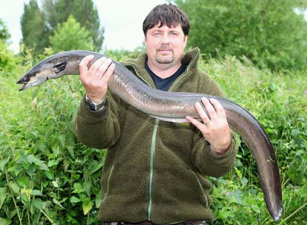 ثعبان السمك الشفاف Transparent Eel