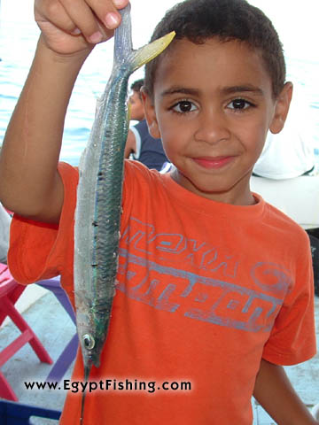 Red Sea Gar Fish (Latin:Hemiramphus robustus)(garfish or Hornhecht), surface still fishing - Gulf of Suez