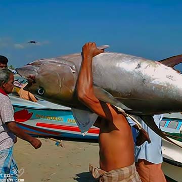 Yemen Fishing